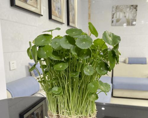 乌龟水浇花好吗？使用乌龟水对植物有什么影响？