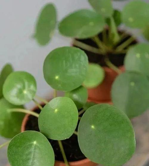 乌龟水浇花好吗？使用乌龟水对植物有什么影响？