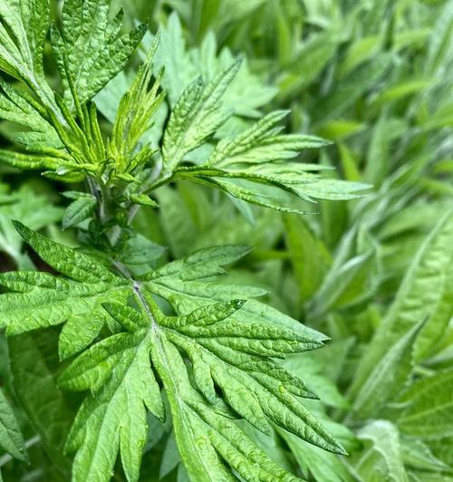 艾草开花吗？艾草开花后的样子是怎样的？