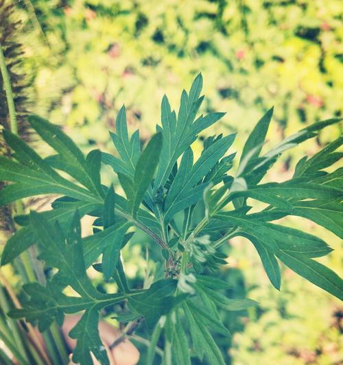 艾草开花吗？艾草开花后的样子是怎样的？