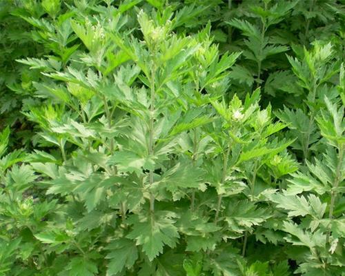 艾草开花吗？艾草开花后的样子是怎样的？