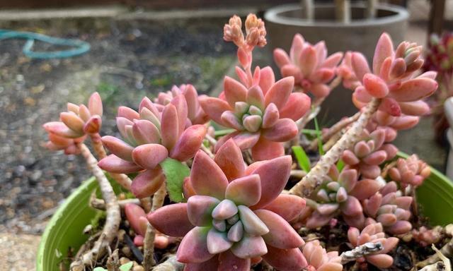 阿司匹林浇多肉植物有好处吗?使用方法是什么? 阿司匹林浇多肉植物有好处吗?使用方法是什么?