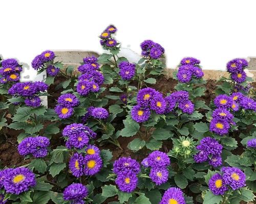 翠菊种子怎么种植?种植过程中需要注意哪些问题? 翠菊种子怎么种植?种植过程中需要注意哪些问题?