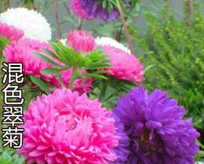 翠菊种子怎么种植?种植过程中需要注意哪些问题? 翠菊种子怎么种植?种植过程中需要注意哪些问题?