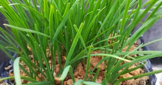 韭菜花和韭菜是同一种植物吗？常见疑问解答