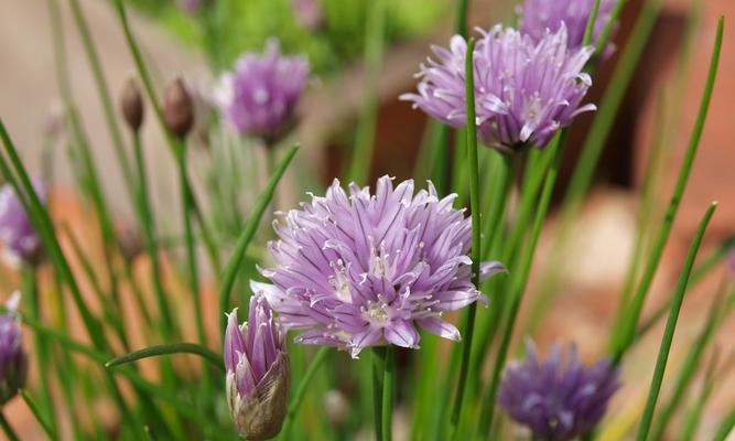 韭菜花和韭菜是同一种植物吗?常见疑问解答