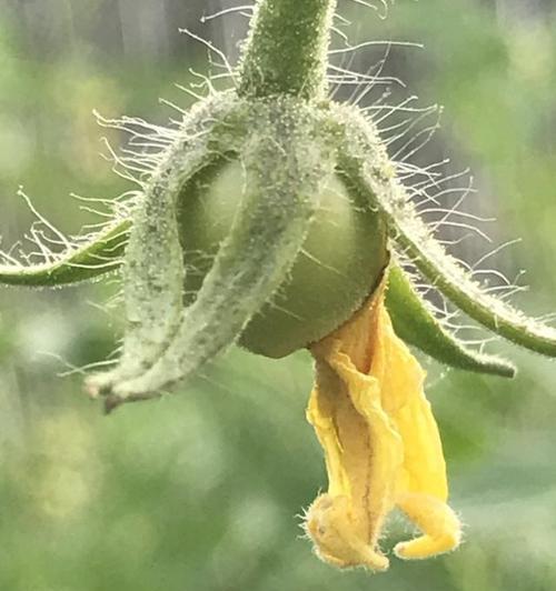 西红柿开花时浇水有什么影响?正确浇水时间是什么时候?