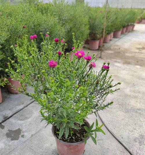 荷兰菊耐寒多少度?如何在冬季保护荷兰菊? 荷兰菊耐寒多少度?如何在冬季保护荷兰菊?