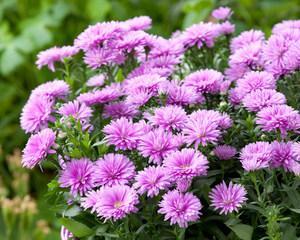 荷兰菊耐寒多少度?如何在冬季保护荷兰菊? 荷兰菊耐寒多少度?如何在冬季保护荷兰菊?