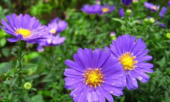 荷兰菊耐寒多少度?如何在冬季保护荷兰菊? 荷兰菊耐寒多少度?如何在冬季保护荷兰菊?