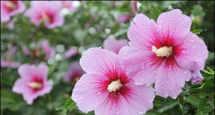 美国的国花是什么花?为什么选择玫瑰作为象征? 美国的国花是什么花?为什么选择玫瑰作为象征?