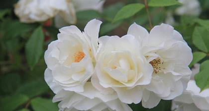 什么花的花语是请爱我吧?如何用花卉表达爱意? 什么花的花语是请爱我吧?如何用花卉表达爱意?