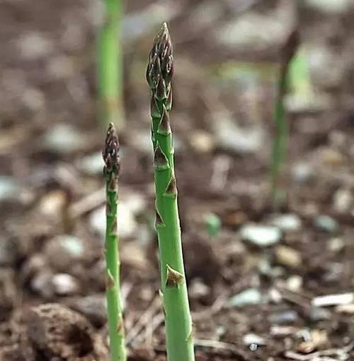 芦笋一年四季都有吗?在什么季节可以买到新鲜芦笋? 芦笋一年四季都有吗?在什么季节可以买到新鲜芦笋?