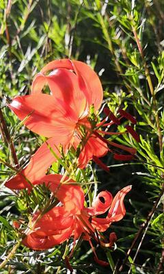 山丹丹花怎么养长的好？有哪些养护技巧？