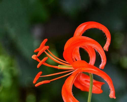 山丹丹花怎么养长的好?有哪些养护技巧?