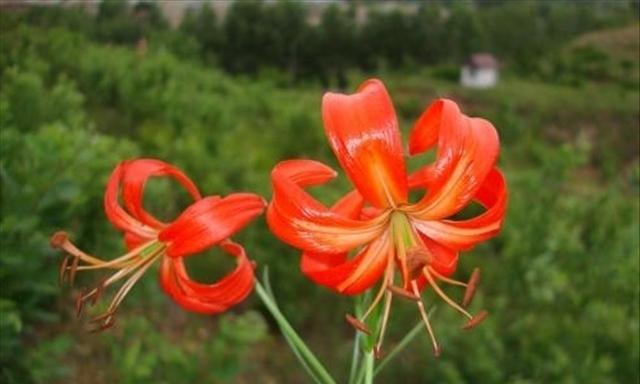 山丹丹花怎么养长的好？有哪些养护技巧？