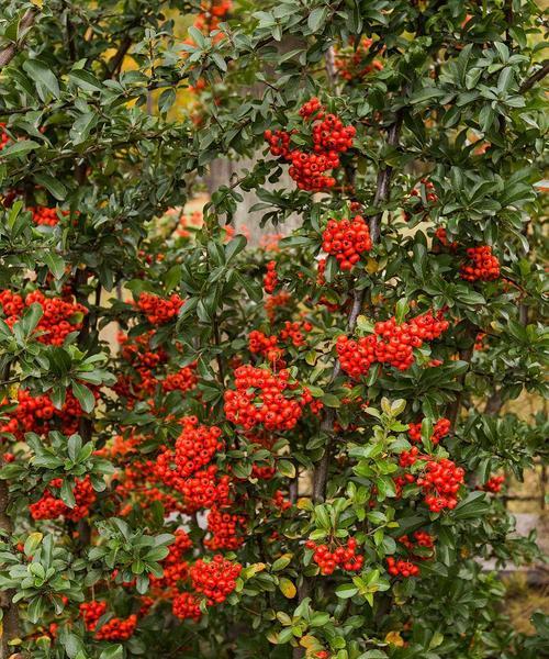 火棘几月份开花结果?如何促进火棘的开花和结果?