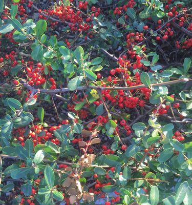 火棘几月份开花结果？如何促进火棘的开花和结果？