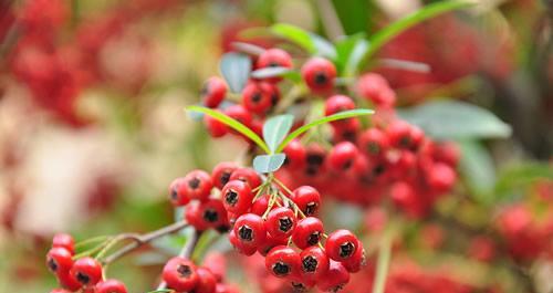 火棘几月份开花结果？如何促进火棘的开花和结果？
