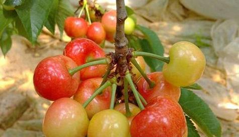 樱桃什么时候种植最好？春季还是秋季？