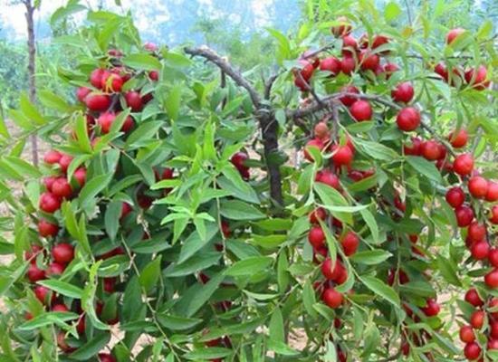 樱桃什么时候种植最好？春季还是秋季？