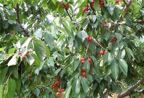 樱桃什么时候种植最好?春季还是秋季?