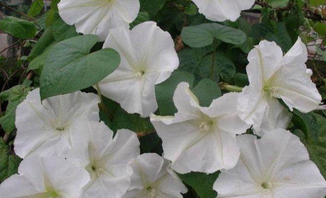 野生牵牛花扦插方法是什么?扦插后如何照料?