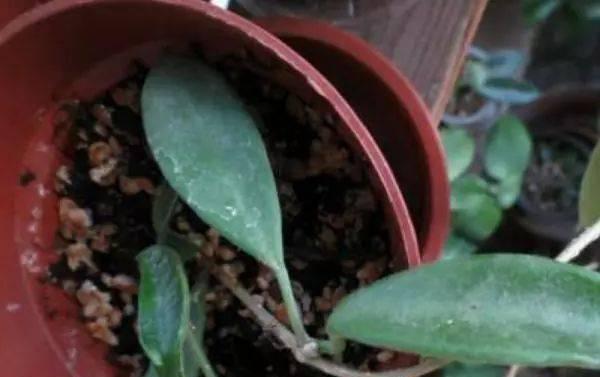 野生牵牛花扦插方法是什么？扦插后如何照料？