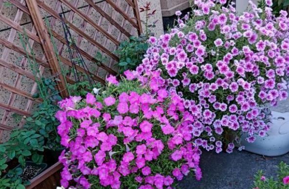 野生牵牛花扦插方法是什么？扦插后如何照料？