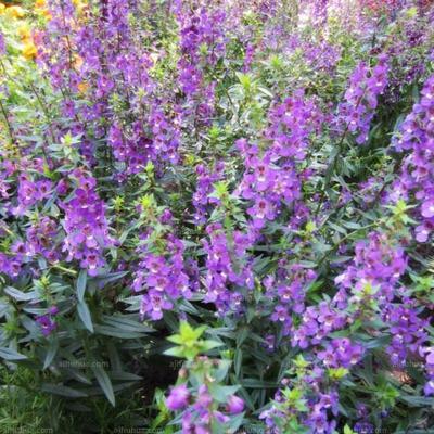 香彩雀有毒吗？室内养护需要注意什么？