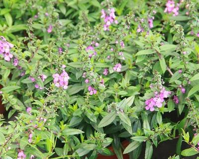 香彩雀有毒吗？室内养护需要注意什么？