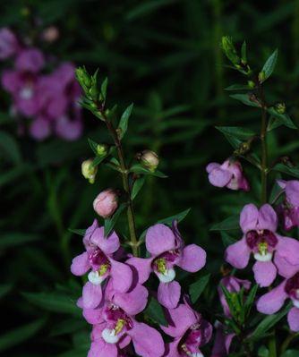 香彩雀有毒吗？室内养护需要注意什么？