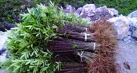 花椒树移栽的最佳时间是什么时候?移栽后如何管理?