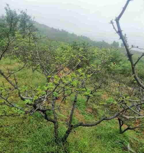 花椒树移栽的最佳时间是什么时候?移栽后如何管理? 花椒树移栽的最佳时间是什么时候?移栽后如何管理?