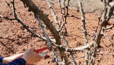 花椒树移栽的最佳时间是什么时候?移栽后如何管理? 花椒树移栽的最佳时间是什么时候?移栽后如何管理?