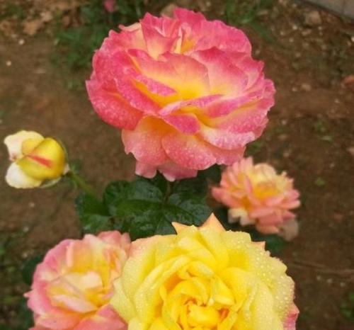 黄月季一年能开几次花?花期持续多久? 黄月季一年能开几次花?花期持续多久?