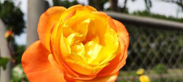 黄月季一年能开几次花?花期持续多久?