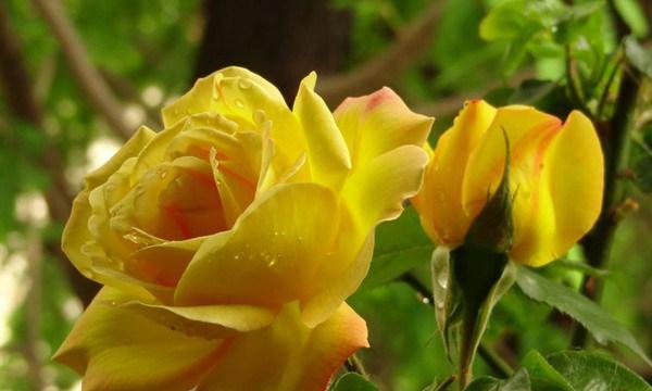 黄月季一年能开几次花?花期持续多久? 黄月季一年能开几次花?花期持续多久?