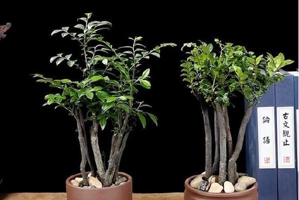 小叶紫檀室内养护可行吗？需要注意哪些问题？