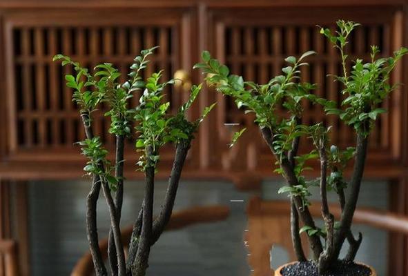 小叶紫檀室内养护可行吗？需要注意哪些问题？