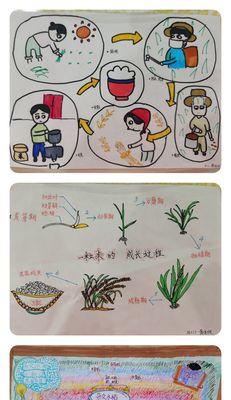 水稻苗僵苗怎么办？有效解决方法有哪些？