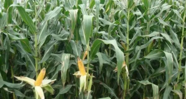夏播玉米种哪个品种好？如何选择适合的玉米种子？