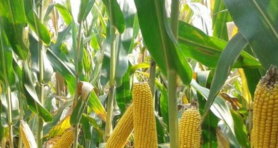夏播玉米种哪个品种好？如何选择适合的玉米种子？