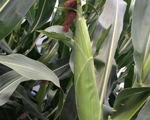 夏播玉米种哪个品种好？如何选择适合的玉米种子？