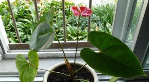 红掌移植的最佳时机是什么时候？移栽方法有哪些？