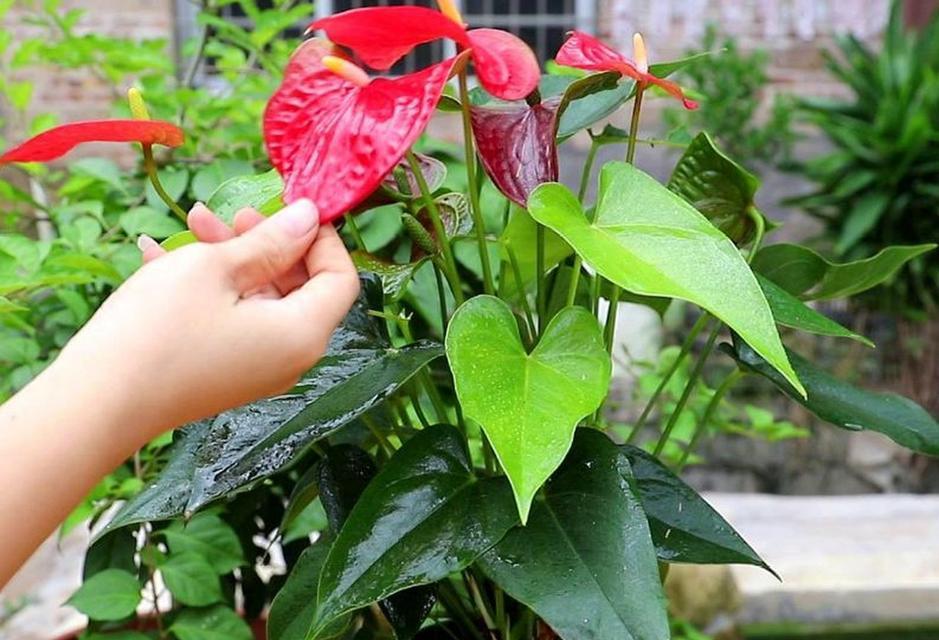 红掌移植的最佳时机是什么时候？移栽方法有哪些？