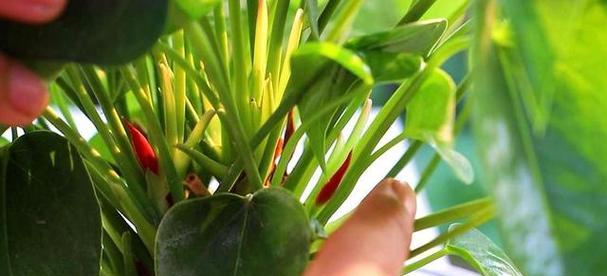 红掌移植的最佳时机是什么时候？移栽方法有哪些？