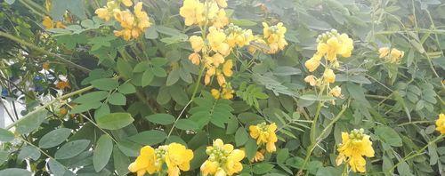 决明子通常几月份开花结果?如何促进其开花?