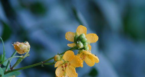 决明子通常几月份开花结果?如何促进其开花? 决明子通常几月份开花结果?如何促进其开花?