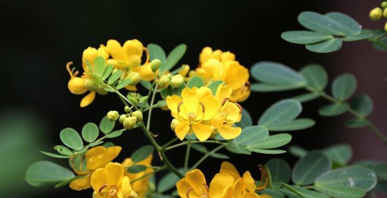 决明子通常几月份开花结果?如何促进其开花? 决明子通常几月份开花结果?如何促进其开花?